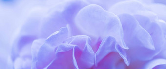 软焦点摘要花背景蓝色的玫瑰花瓣宏花背景假期品牌设计