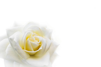 美丽的玫瑰孤立的白色背景<strong>理想</strong>的问候卡片婚礼生日情人节一天母亲的一天