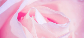 软焦点摘要花背景粉红色的白色玫瑰花宏花背景假期品牌设计
