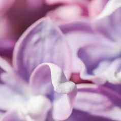 摘要花背景盛开的分支紫色的特里淡紫色花花瓣