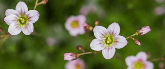 精致的白色粉红色的花虎耳草属植物莫斯春天花园