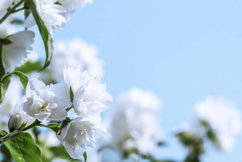 白色特里茉莉花花花瓣蓝色的背景宏花背景