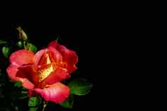 美丽的红色的玫瑰露水滴孤立的黑色的背景完美的背景问候卡片邀请婚礼生日情人节一天母亲的一天