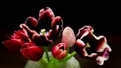 花束红色的郁金香花瓶孤立的黑暗背景