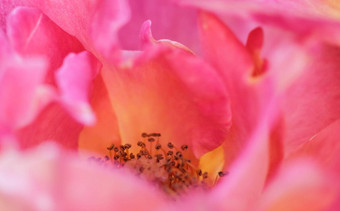 软焦点摘要花背景粉红色的黄色的玫瑰花宏花背景假期品牌设计