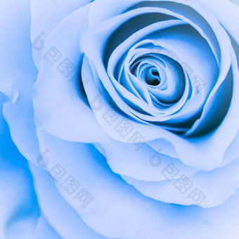 植物概念邀请卡软焦点摘要花背景蓝色的玫瑰花宏花背景假期品牌设计