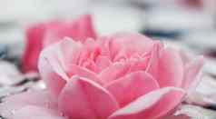 粉红色的玫瑰花白色花瓣滴模糊光背景水节日水疗中心