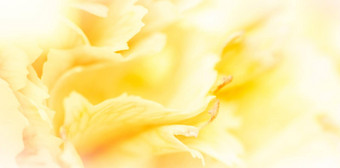 摘要花背景黄色的康乃馨花花瓣宏花背景假期品牌设计
