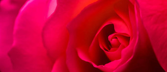 植物概念邀请卡软焦点摘要花背景红色的<strong>玫瑰</strong>花宏花背景假期品牌设计