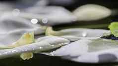 白色玫瑰花瓣水芳香疗法水疗中心概念