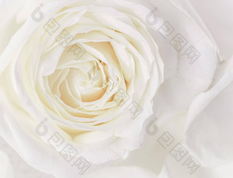 软焦点摘要花背景白色玫瑰花宏花背景假期品牌设计