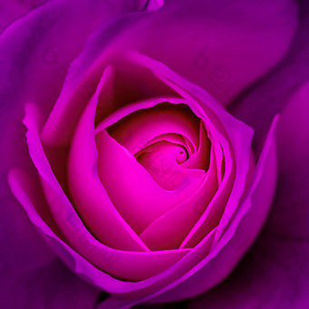 摘要花背景紫色的玫瑰花花瓣宏花背景假期设计软焦点