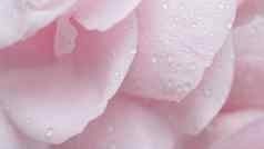 软焦点摘要花背景粉红色的玫瑰花花瓣水滴宏花背景假期品牌设计