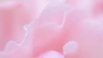 软焦点摘要花背景粉红色的玫瑰花花瓣宏花背景假期品牌设计