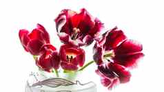 花束红色的郁金香花瓶孤立的白色背景