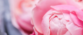 软焦点摘要花背景粉红色的玫瑰花花瓣宏花背景假期设计