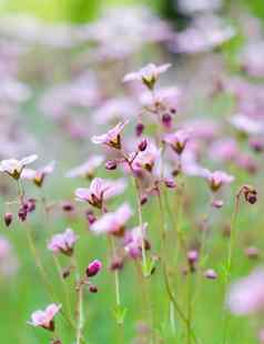 精致的白色粉红色的花虎耳草属植物莫斯春天花园