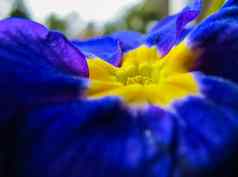 盛开的蓝色的黄色的中心报春春天花园