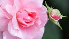 软粉红色的玫瑰关系,巴德花园完美的背景问候卡片生日情人节一天母亲的一天