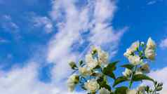 茉莉花花花园特写镜头分支机构白色花蓝色的天空