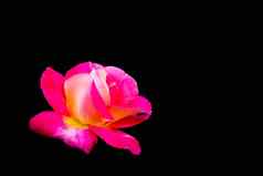 美丽的粉红色的玫瑰孤立的黑色的背景理想的问候卡片婚礼生日情人节一天母亲的一天