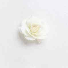 美丽的白色玫瑰白色背景理想的问候卡片婚礼生日情人节一天母亲的一天
