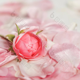 软焦点摘要花背景巴德粉红色的玫瑰花宏花背景假期品牌设计