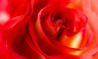 软焦点摘要花背景红色的玫瑰花宏花背景假期品牌设计