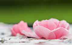 粉红色的玫瑰花白色花瓣滴模糊光背景芳香疗法水疗中心概念