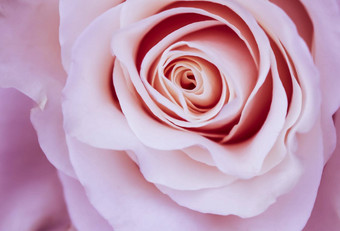 植物概念邀请卡软焦点摘要花背景粉红色的玫瑰花宏花背景假期品牌设计
