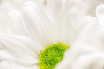 摘要花背景白色菊花花花瓣宏花背景假期品牌设计