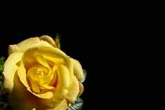 美丽的黄色的玫瑰露水滴孤立的黑色的背景完美的背景问候卡片生日情人节一天母亲的一天