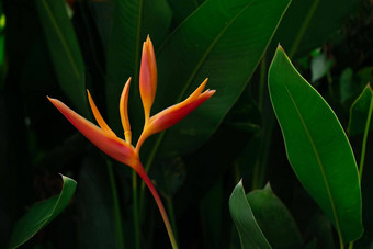 橙色热带异国情调的花盛开的郁郁葱葱的叶黑暗绿色自然背景