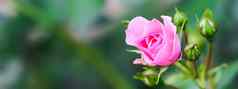 软粉红色的玫瑰关系,味蕾花园完美的背景问候卡片生日情人节一天母亲的一天