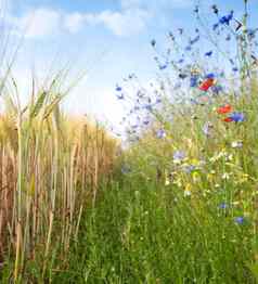 玉米场夏天花蓝色的天空荷兰岛texel蓝色的夏天天空