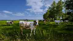 荷兰棕色（的）白色牛urk荷兰