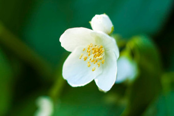 白色茉莉花花特写镜头宏<strong>摄影</strong>颜色特写镜头模糊绿色植物复制空间背景<strong>自然景观</strong>生态