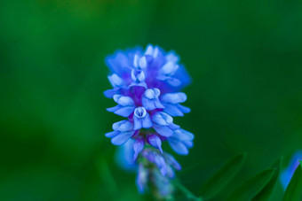 蓝色的花特写<strong>镜头</strong>宏摄影颜色特写<strong>镜头</strong>模糊绿色植物复制<strong>空</strong>间<strong>背景</strong>自然景观生态