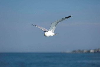 海海鸥白色海鸥飞行海鸥