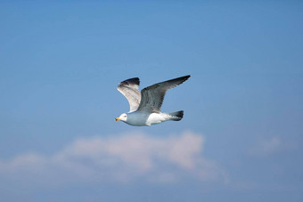 海<strong>海鸥</strong>白色<strong>海鸥</strong>飞行<strong>海鸥</strong>