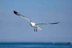 海海鸥白色海鸥飞行海鸥