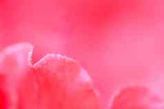 软焦点摘要花背景红色的玫瑰花花瓣水滴