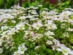 精致的白色花虎耳草属植物长满青苔的春天花园