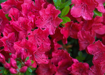 盛开的红色的杜鹃花花露水滴春天花园