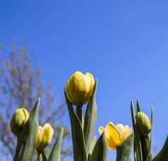 美丽的黄色的郁金香味蕾叶子春天蓝色的天空