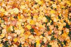 下降黄色的枫木叶子秋天自然背景