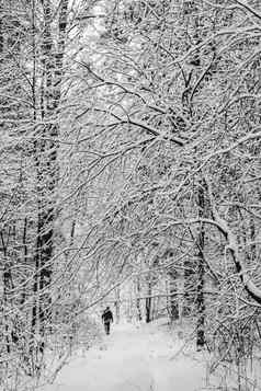 很多薄树枝覆盖毛茸茸的白色雪美丽的冬天雪森林男人。路径