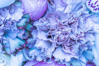 摘要花背景蓝色的康乃馨花花瓣宏花背景假期品牌设计
