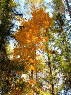 风景优美的橙色树秋天森林阳光明媚的一天