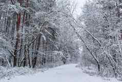 美丽的冬天森林雪树白色路很多薄树枝覆盖雪